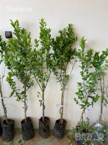 Лимон Мандарина Портокал Помело Лайм Лаймкуат Кумкуат Мандаринкуат, снимка 3 - Градински цветя и растения - 34694760