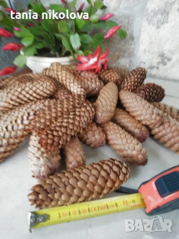 Шишарки  за декорация, снимка 4 - Декорация за дома - 34953712