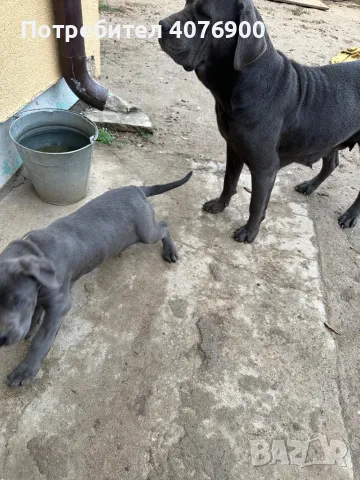 Две момиченца Кане Корсо!!! Обезпаразитени с две поставени ваксини!!!, снимка 3 - Кане корсо - 50321505