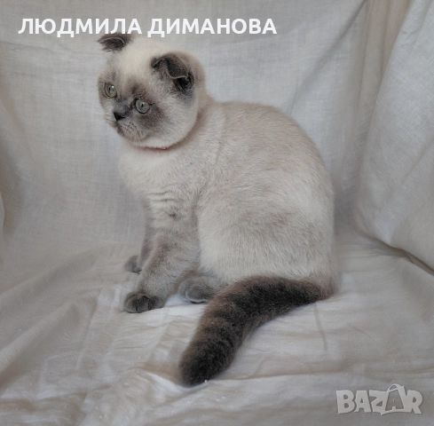 Шотландско момиче със сини очи. , снимка 6 - Британска късокосместа - 52646655