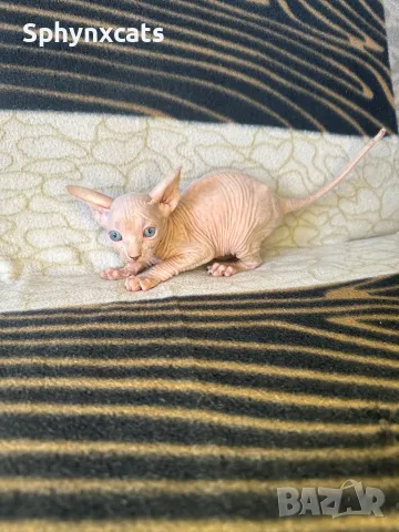 Котенца момичета и момчета канадски сфинкс