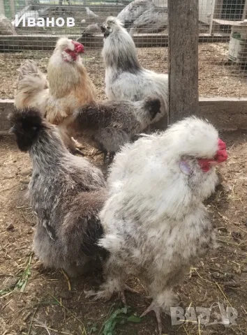 Копринки, млади чифтове , снимка 2 - Кокошки и пуйки - 50408201