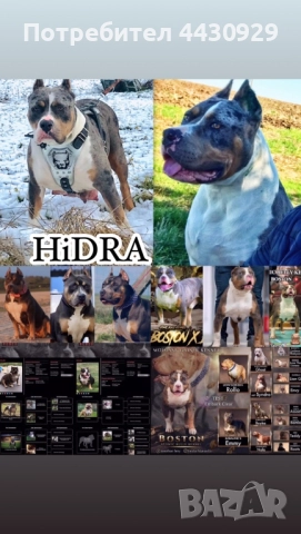 Американско були XL, снимка 12 - Други - 52951113