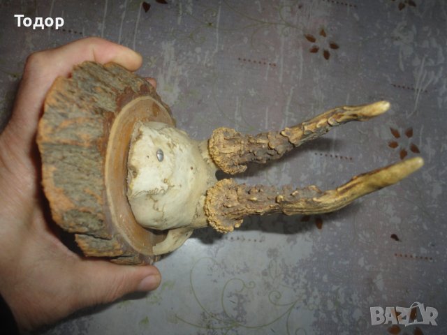 Старинен немски ловен трофей 2, снимка 9 - Антикварни и старинни предмети - 43726700