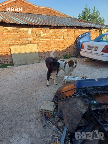 бок каракачанки, снимка 9 - Каракачанска овчарка - 52730293