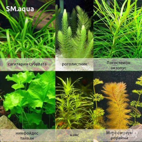 Аквриумни растения /тор за  растения за аквариум, снимка 3 - Други - 35584454
