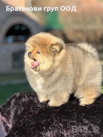 Померан с родословие , снимка 2 - Померан - 49411648