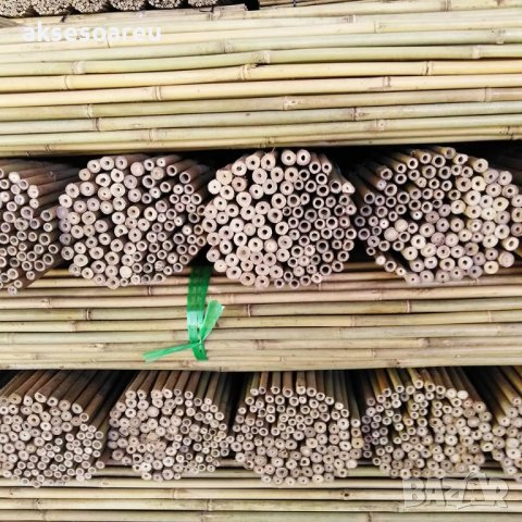 Висококачествени Семена бамбук Moso Bambo градински сертифицирани декоративни растения за дома и дво, снимка 9 - Градински цветя и растения - 38062874