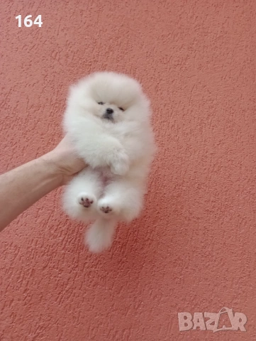 Мини момиченце. Реални снимки от днес! Померанче.