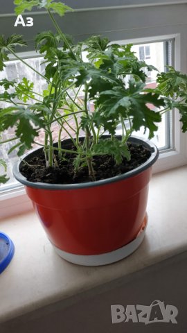 Продавам цветя Индрише (български сорт), снимка 15 - Стайни растения - 35600076