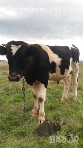 Спешно продавам теле мъжко много дебело , снимка 2 - Крави - 52496003