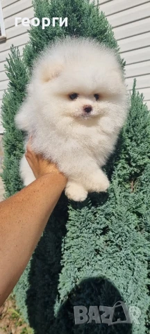 померан мини померанче, снимка 7 - Померан - 51192658