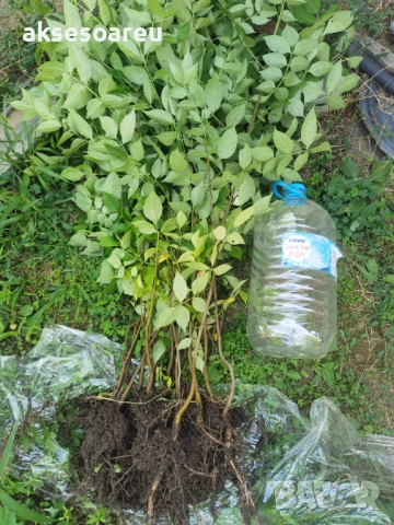 Нова здрава Еводия над метър Фиданки от медоносното дърво на пчеларя разсад високи дръвчета , снимка 12 - Разсади - 51647548