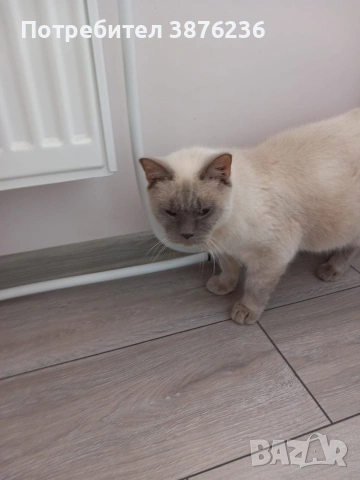 Британска късокосместа Колор пойнт , снимка 3 - Британска късокосместа - 53461143