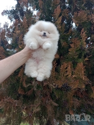 Прекрасно женско Померанче. Реални снимки от 24.01.26 г. , снимка 5 - Померан - 53210278