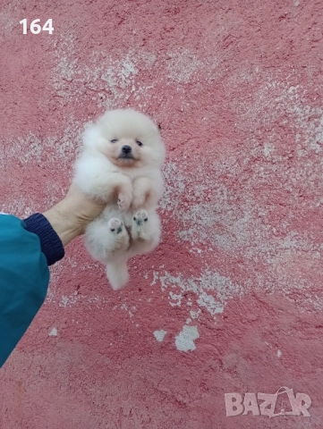 Женски Померани. Снимки от 22.12.25 г., снимка 5 - Померан - 52876428