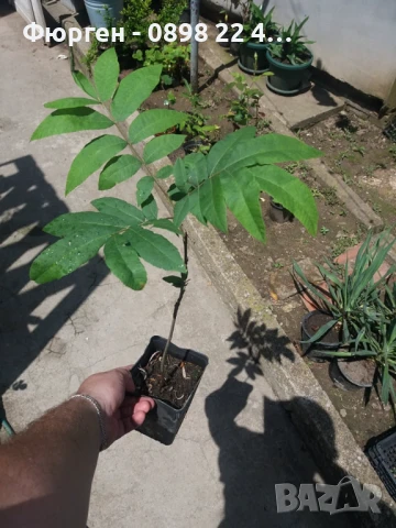  Орех Пекан - Фиданки , снимка 15 - Разсади - 47897202