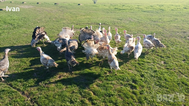 Продават се Домашни Пуйки С.Царацово 