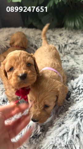 Кокер шпаньол, снимка 3 - Кокер шпаньол - 53261985