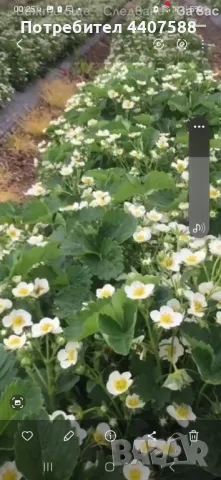 Разсад ягоди , снимка 11 - Разсади - 49726266