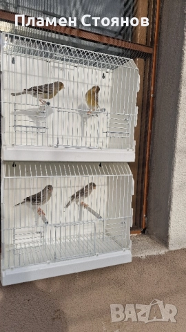 Ахат жълта мозайка,16 мъжки 14 женски., снимка 3 - Канари - 52721354