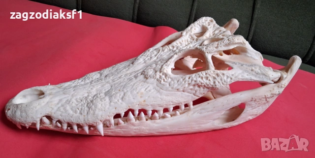 Челюст от Крокодил, снимка 3 - Колекции - 53084071