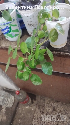 Плектрантус , снимка 2 - Стайни растения - 51856151