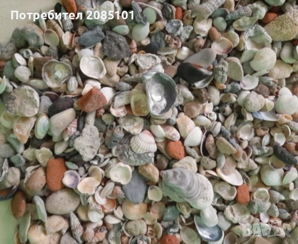 Морски мидички и камъчета, снимка 5 - Други стоки за дома - 52146747