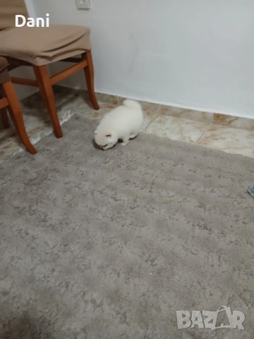 Mini Pomeran , снимка 11 - Померан - 53417593