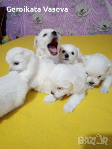 мини малтийски болонки