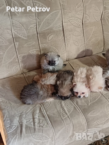 Мини шпиц , снимка 9 - Шпиц - 52816516