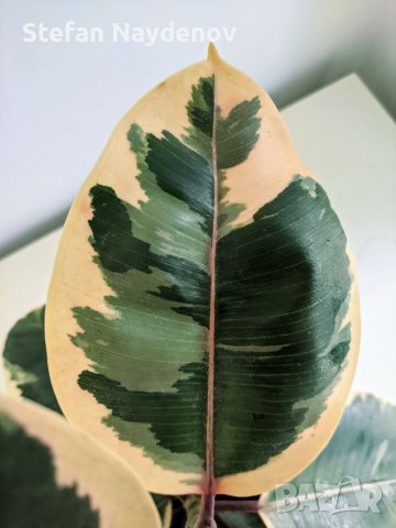 Ficus elastica "Tineke", снимка 2 - Стайни растения - 37943176