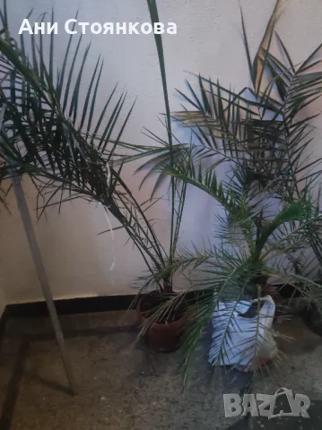 Финикова палма, снимка 3 - Градински цветя и растения - 50180797