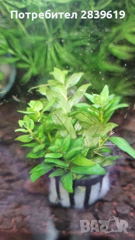 Аквариумни растения , снимка 6 - Рибки - 52689013