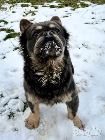 мъжки флуфита за разплод ( френски булдог)., снимка 11 - Френски булдог - 48804880