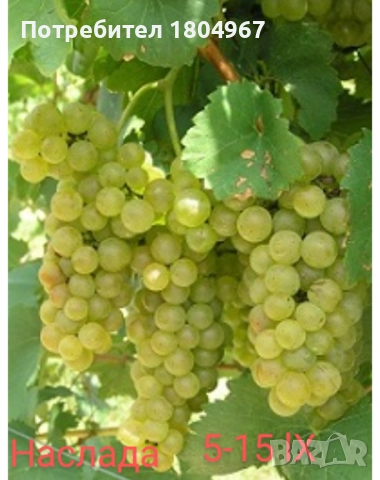 Лозов посадъчен материал , снимка 16 - Разсади - 52487852