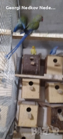 Продавам малки александри , снимка 13 - Папагали - 52697084