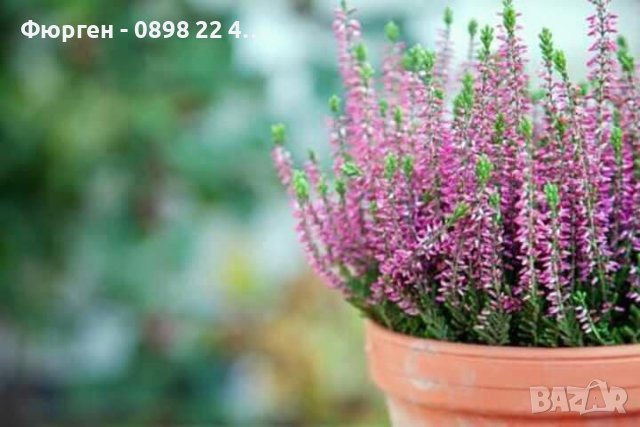 Ерика, снимка 9 - Разсади - 37473257