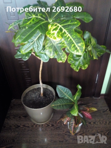 Планински кротон, височина 45-100см./цени в описанието , снимка 6 - Стайни растения - 44861352