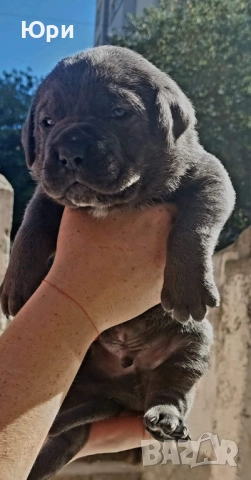 Кане корсо, снимка 4 - Кане корсо - 52392849