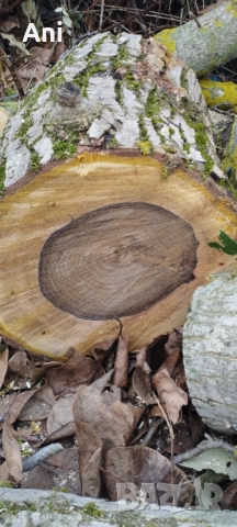  Суров дървен материал орех, снимка 3 - Други - 52775870