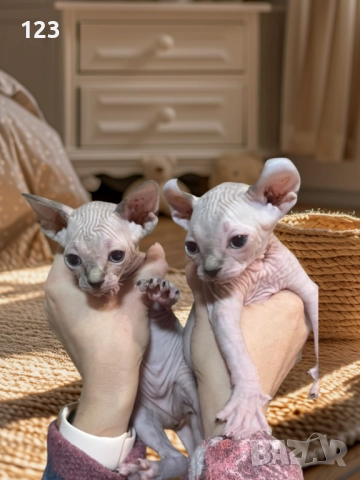 Канадски сфинкс и елф