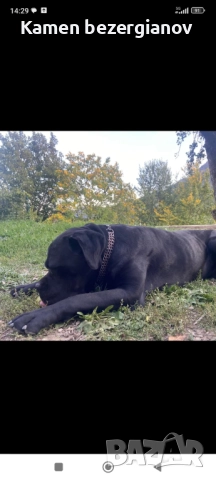 Кане Корсо , снимка 5 - Кане корсо - 52342406