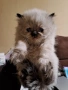 Уникални персийски котенца , снимка 5