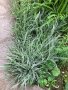 Фаларис - многогодишна трева с остри листа