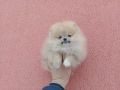 Мъжки и женски Померани. Различни възрасти !!! Реални снимки от 02.02.26 г., снимка 2