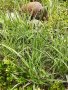Декоративна пъстра трева Фаларис (Phalaris picta) за Вашата красива градина, снимка 6
