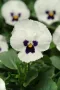 Viola sorbet White blotch(Теменужка Бяло петно), снимка 1