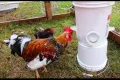 хранилки за кокошки за бидон или кофа, снимка 2