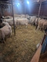 продавам 17бр овце , снимка 3